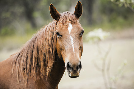 澳大利亚马在垫子上马毛良种马头生物马眼马脸力量哺乳动物图片