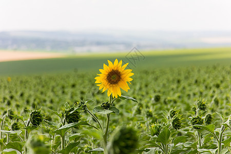 向日向草地地平线花园蓝色农场花瓣国家太阳叶子晴天图片