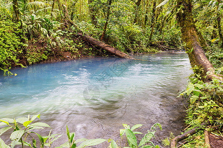 丛林中的溪谷石头美丽植物水分树木植物群森林荒野公园绿色图片