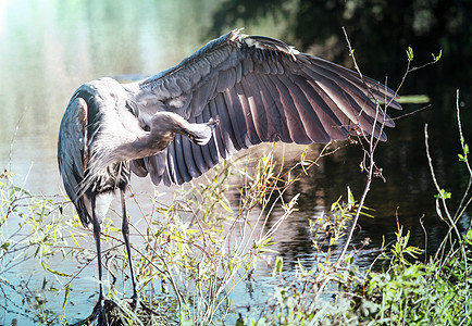 赫伦蓝色观鸟池塘公园沼泽地湿地苍鹭国家热带沼泽图片