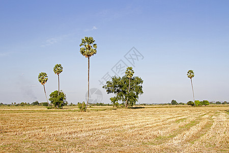 田地 稻草 稻草 小块米 糖棕榈和黄昏图片