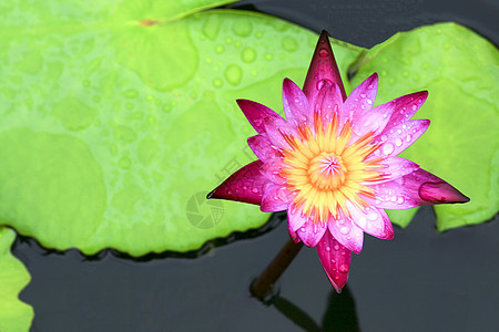 莲花花花和美丽的花朵图片