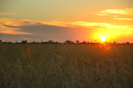 日落时草原小麦蓝色农村收成面包地平线食物谷物阳光植物图片