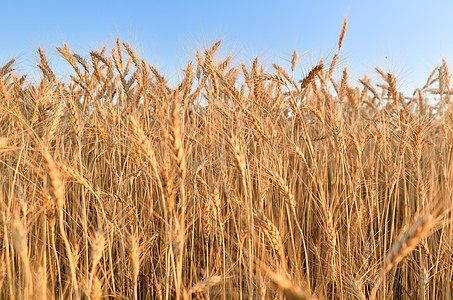 蓝天下田地的小麦刺图片