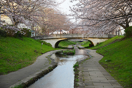 萨库拉运河粉色小路樱花乡村植物公园图片