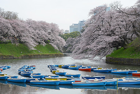 鸟谷天空旅行地标粉色季节公园风景蓝色节日樱花图片
