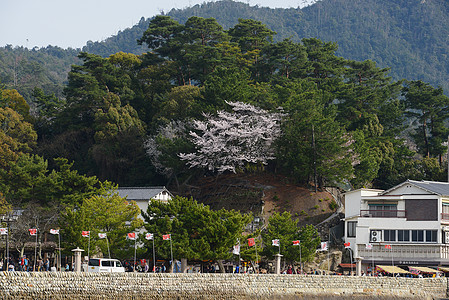 岛宗教神社旅行遗产建筑学旅游宝塔地标樱花神道图片