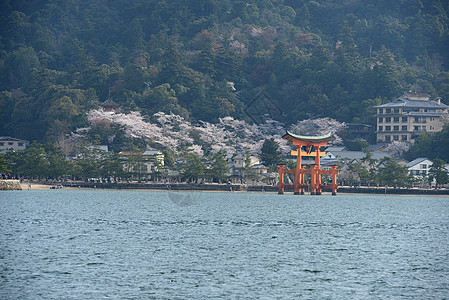 岛寺庙神道历史性地标神社遗产建筑学海岸樱花橙子图片