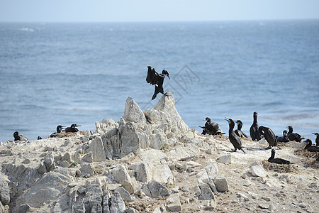 蒙泰岛鸟鸟天空动物悬崖翅膀野生动物棕色海岸飞行蓝色荒野图片