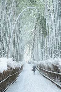 雪中竹木林植物花园绿色冻结白色旅游地标竹子图片
