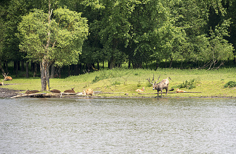 红鹿组野生动物驯鹿毛皮男性耳朵架子林地马鹿公园季节图片