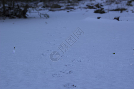 野兽在雪中的孤单脚印 瑞典冬季风景图片