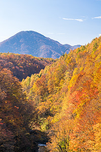 中津川福岛秋天叶子季节峡谷流动绿色树叶旅行红色黄色森林图片