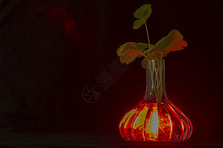发着红光的透明花瓶 植物天竺葵的根部可见艺术红色橙子墙纸辉光玻璃黑色生长图片