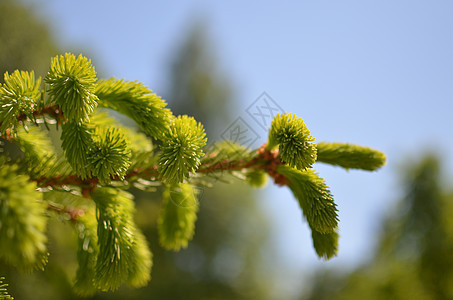 天然森林本底的幼苗发芽植物群公园荒野木头植物花园叶子环境松树季节图片