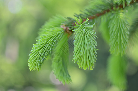 天然森林的幼苗芽季节宏观公园花园叶子植物松树木头荒野植物群图片