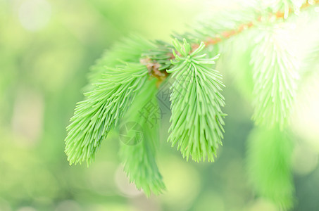 天然森林的幼苗芽环境宏观花园木头植物群荒野季节叶子药品松树图片