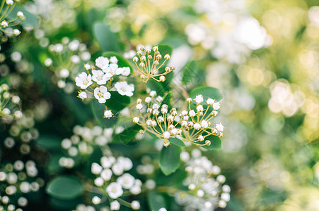 白色鲜花缝合花瓣花朵公园植物学植物衬套季节花园园艺枝条图片