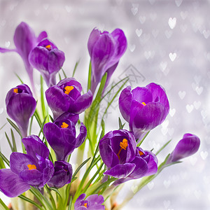 紫色的番红花在灰色的散景上 有红心 春季三月明信片概念图片