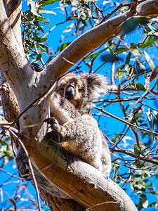 可爱的澳洲困睡koala熊婴儿野生动物毛皮叶子动物动物园哺乳动物桉树睡眠荒野图片