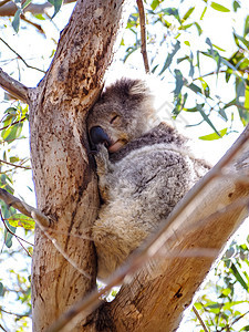 可爱的澳洲困睡koala熊荒野野生动物叶子动物园婴儿哺乳动物动物毛皮绿色睡眠图片