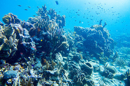 充满鱼类的珊瑚礁水下地貌图片