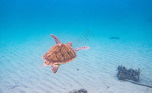 乌龟在含沙浅水区游走图片