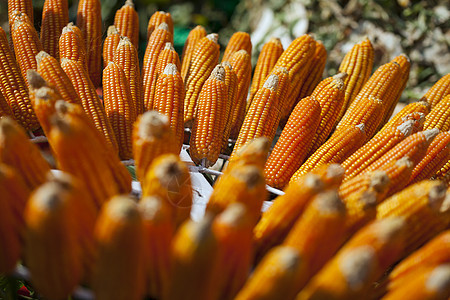 干燥植物的玉米豆场地碎粒粮食棒子食物耳朵饲料生长环境收成图片