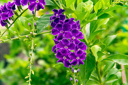 紫花是一片绿色背景模糊的绿花花朵植物花束花园美丽紫色花瓣植物学叶子植物群图片