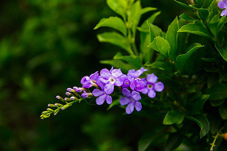 紫花是一片绿色背景模糊的绿花叶子植物学花朵花瓣花园美丽紫色植物群园艺花束图片