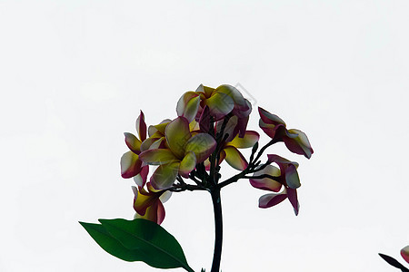 弗朗吉帕尼花朵背景模糊鸡蛋花植物群绿色美丽黄色异国热带温泉叶子白色图片