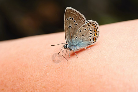 小蓝蝴蝶翅膀蓝色自由动物昆虫热带宏观生活图片