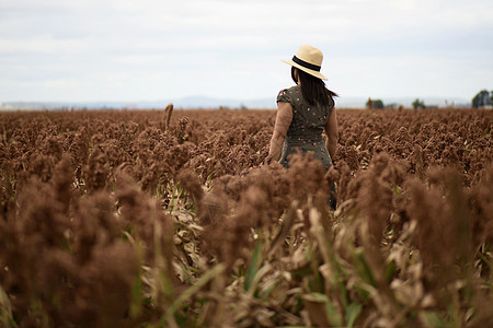 澳大利亚高梁田地农业食物生长场地农作物乡村植物谷物粮食收获图片