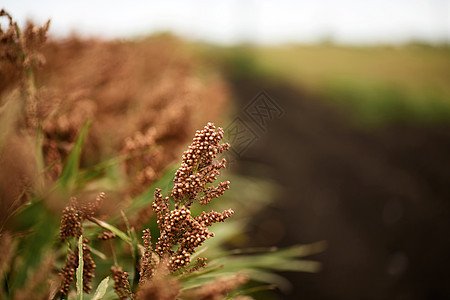 澳大利亚高梁田地生长植物谷物乡村种子场地农作物食物农业绿色图片