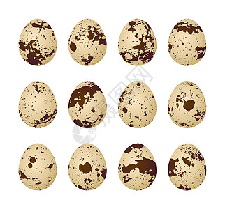白色背景的Quail 鸡蛋美味棕色美食维生素圆形营养熟食插图健康脆弱性图片