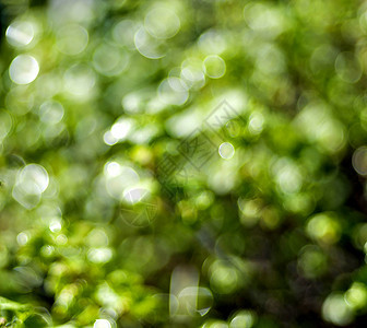 绿色绿色背景 光环闪亮花园晴天植物群叶子季节生态公园太阳墙纸活力图片