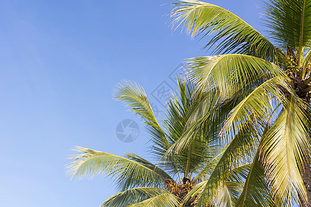 在天空背景的椰子棕榈树 低角视图棕榈蓝色植物假期旅游叶子天堂白色晴天树木图片