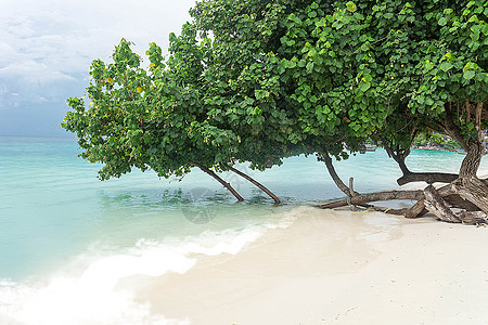 安达曼海滨泰国河岸白桑迪海滩上的绿树生长图片