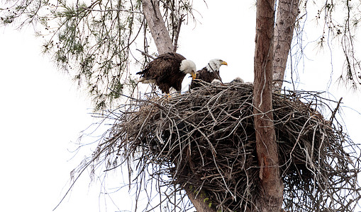 双头秃鹰的双亲国鸟婴儿野生动物小鸡白头鹰鸟类成人捕食者家庭孵化图片