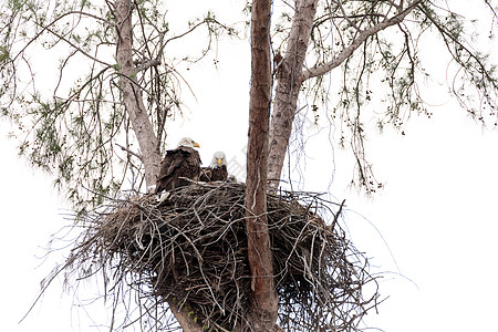 双头秃鹰的双亲成人白头鹰孵化捕食者野生动物鸟类国鸟婴儿小鸡家庭图片