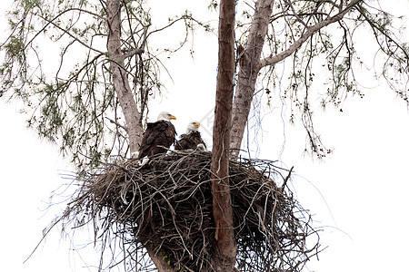 双头秃鹰的双亲捕食者成人婴儿白头鹰鸟类野生动物孵化国鸟小鸡家庭图片