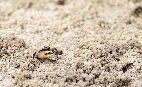 小提盘蟹乌卡灵丹妙药 从沼泽的洞穴里出来隐藏海洋生物河口甲壳爪子灵丹妙药海滩螃蟹沿海动物图片