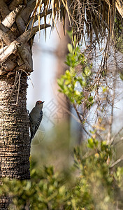 红腹木鸟白蛋白鸟类啄木鸟木鸟图片