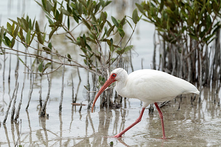 美国白色鸟在池塘中野生动物动物湿地男性白鹮鸟类沼泽图片