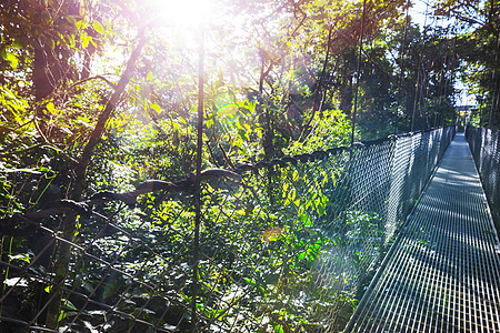 哥斯达黎加的桥梁植物远足木头小路金属环境旅游森林热带丛林图片