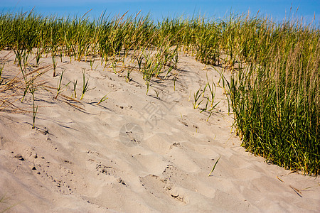 桑迪海滩沙丘在绿草线上图片