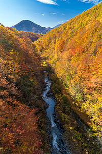 中津川福岛秋天季节叶子树叶旅行旅游森林黄色绿色游客溪流图片