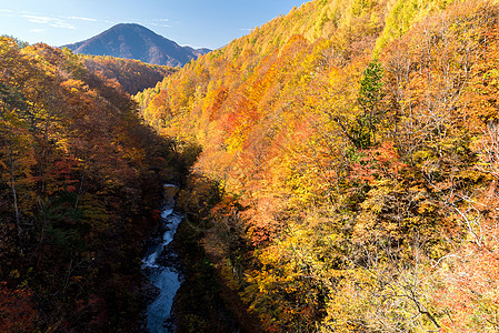 中津川福岛秋天黄色峡谷季节溪流叶子森林红色旅行游客绿色图片