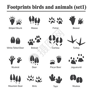 野生动物和鸟类足迹动物爪印矢量集 各种动物的脚印黑色剪影脚印插画插图山猫山羊荒野宠物痕迹踪迹火鸡渔夫臭鼬图片