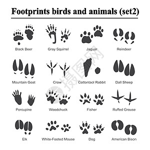 野生动物和鸟类足迹动物爪印矢量集 各种动物的脚印黑色剪影脚印插画渔夫插图土拨鼠野牛痕迹老鼠乌鸦驯鹿荒野踪迹图片